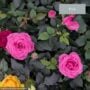 Mini Rose – 6″ Pot